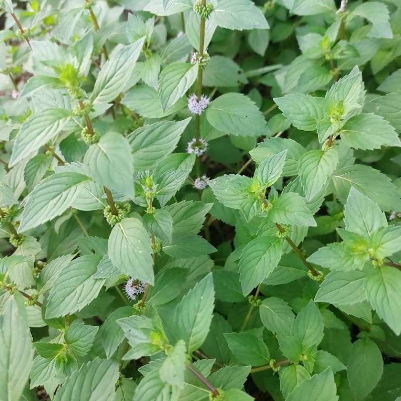 Gyömbérmenta - Vietnámi menta, Mentha x gracilis, fűszernövény, fűszer